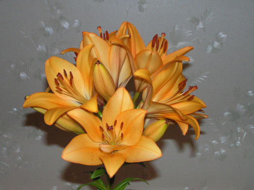 424303 (a): :1024x768